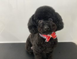 トリミング✂️