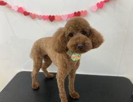 トリミング✂️
