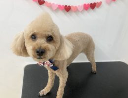 トリミング✂️