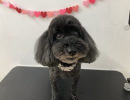 トリミング✂️