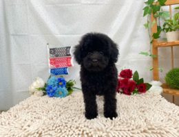 カムカム日記🐶