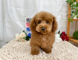 カムカム日記🐶