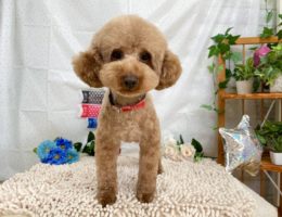 カムカム日記🐶