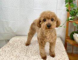 カムカム日記🐶