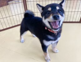カムカム日記🐶
