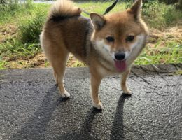 カムカム日記