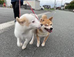 カムカム日記🐶