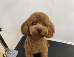カムカム日記🐶
