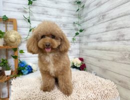 カムカム日記🐶