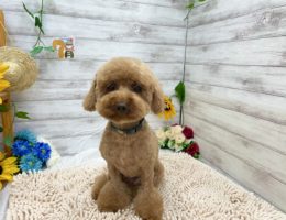 カムカム日記🐶
