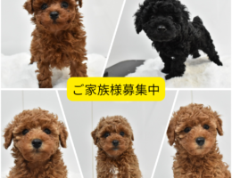 ご家族様募集中です🐶