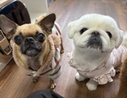 カムカム日記🐶