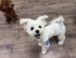 カムカム日記🐶