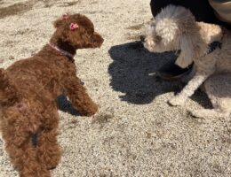 📛幼稚園体験会