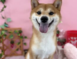 トリミング