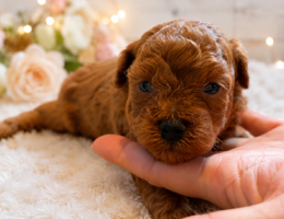 子犬誕生のお知らせ🐶